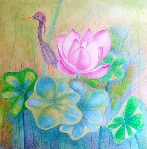 Lotus in Kambodscha